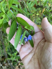 Billardiera heterophylla