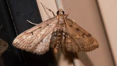 Parapoynx crisonalis