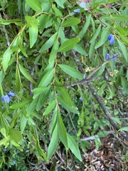 Billardiera heterophylla