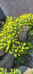 Euphorbia dendroides
