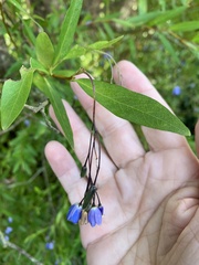 Billardiera heterophylla