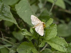 Herpetogramma dorsipunctalis