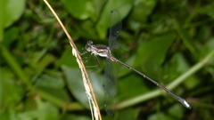 Chlorolestes tessellatus