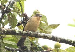 Trichothraupis melanops