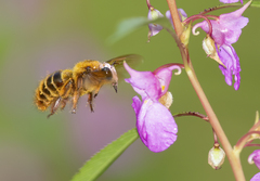 Xylocopa tranquebarica