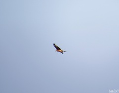 Milvus milvus milvus