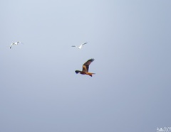 Milvus milvus milvus