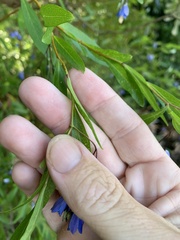 Billardiera heterophylla