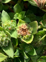 Richardia humistrata