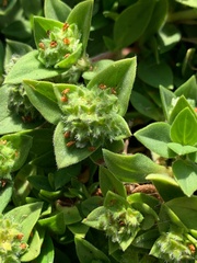 Richardia humistrata