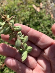 Richardia humistrata