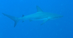 Carcharhinus perezii