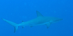 Carcharhinus perezii