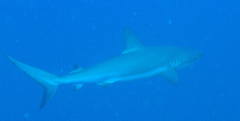 Carcharhinus perezii