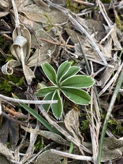 Alpinae