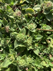 Richardia humistrata