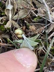 Alpinae