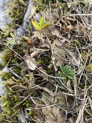 Alpinae