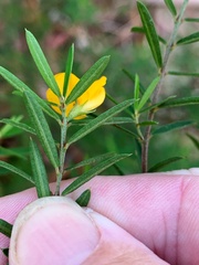 Pultenaea blakelyi