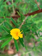 Pultenaea blakelyi