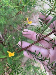 Pultenaea blakelyi