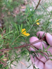 Pultenaea blakelyi