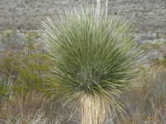 Yucca elata
