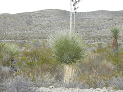 Yucca elata