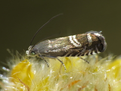 Grapholita internana