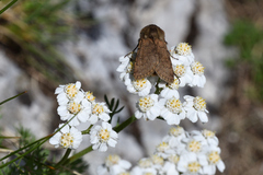 Agrotis cinerea