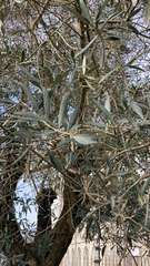 Olea europaea