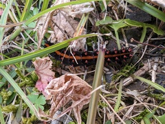 Argynnis hyperbius hyperbius
