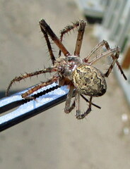 Larinioides ixobolus