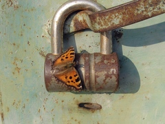 Nymphalis xanthomelas