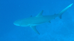 Carcharhinus perezii