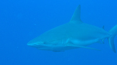 Carcharhinus perezii