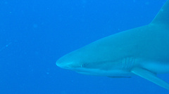 Carcharhinus perezii