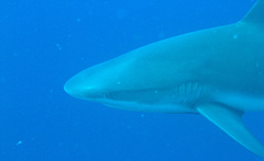 Carcharhinus perezii