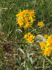 Tephroseris integrifolia