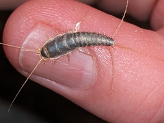 Ctenolepisma longicaudatum