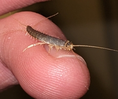 Ctenolepisma longicaudatum