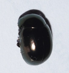 Cyrtonus plumbeus
