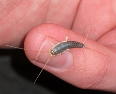 Ctenolepisma longicaudatum