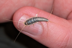 Ctenolepisma longicaudatum