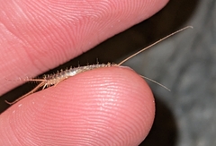 Ctenolepisma longicaudatum