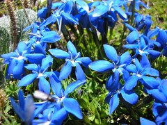 Gentiana brachyphylla brachyphylla