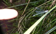 Pseudagrion kersteni