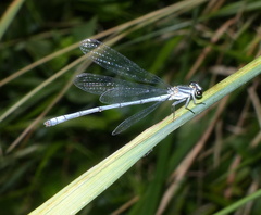 Pseudagrion kersteni