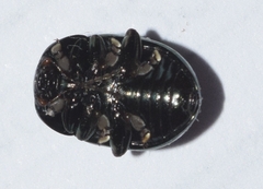 Cyrtonus plumbeus