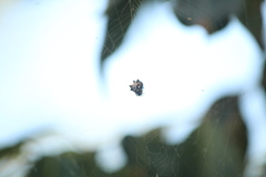 Thelacantha brevispina
